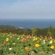 Kurumiの画像