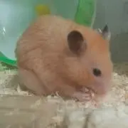 みわ3の画像