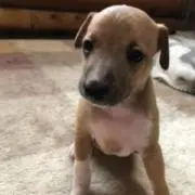 ノブ