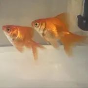 ないないの画像