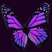lvmpurple