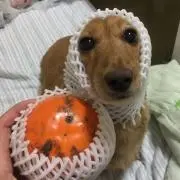 コバン