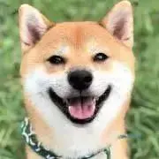 しばの画像