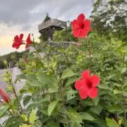 G.【激安でシールお譲り】