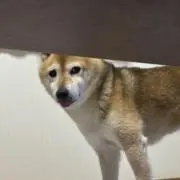 柴太郎の画像