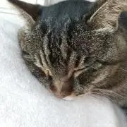 みゅうみゅうの画像
