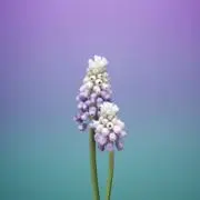 ｌｕｍａの画像