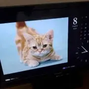 まふまふの画像