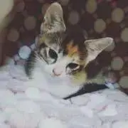 ねこです。の画像
