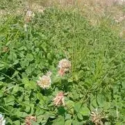 るるの画像