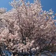 ちょこの画像