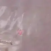 so プロフの画像