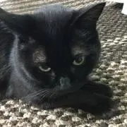 くろ
