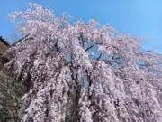 だいだの画像