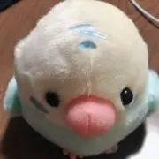 tapioka