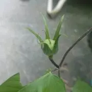 まぁちゃん