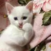 ひろろ