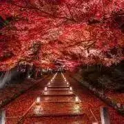 ゆかりの画像