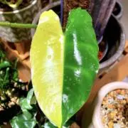 wtleaf