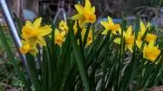 ひとみ