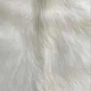 あの画像