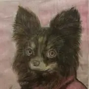 ココアの画像