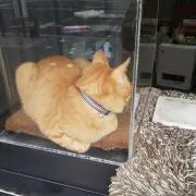 入れ歯の画像