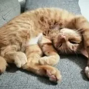 ketaけたの画像