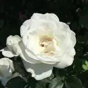 うみ【即購入歓迎】