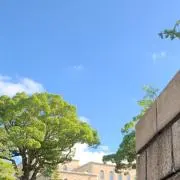 アリソンの画像