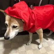 マッキさんの画像