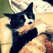 ねここ