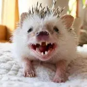ぽんちょ