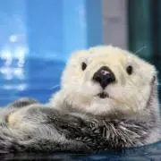 ざわちんの画像