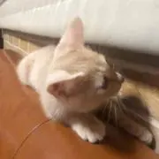 くー