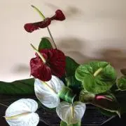 キボンヌの画像