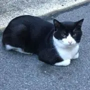 紬の画像