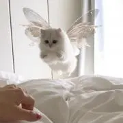 ふの画像