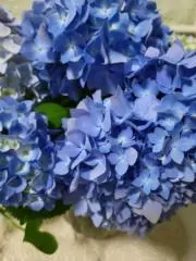 さゆりんこの画像