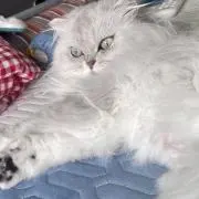 白ちゃんの画像