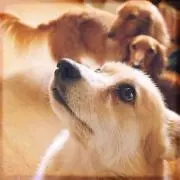 ハヤの画像