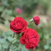 achanの画像