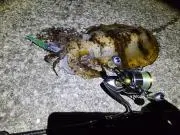 R☆送料無料☆即日発送の画像