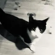 ENVの画像