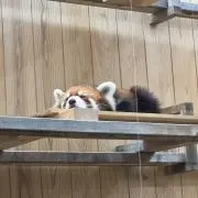 norisheriffの画像
