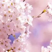 ゆいはん【プロフ必読願います】の画像