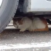 かっさん
