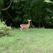 としおの画像