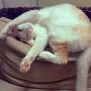 てとみーの画像