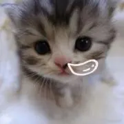 ねこの画像